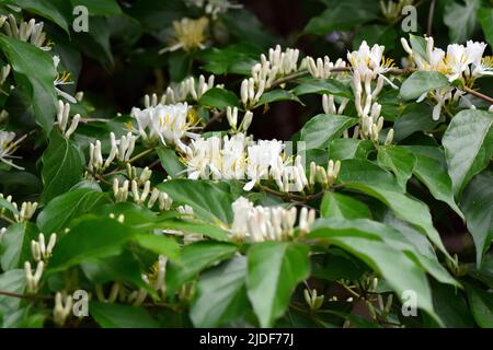 Amur Honeysuckle, Heckenkirschen, Chèvrefeuille de Maack, Lonicera maackii, koreai lonc, Hongrie, Europe Banque D'Images