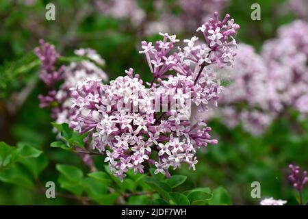 Lilas Coréen, Syringa meyeri Palibin, törpeorgona, Budapest, Hongrie, Magyarország, Europe Banque D'Images