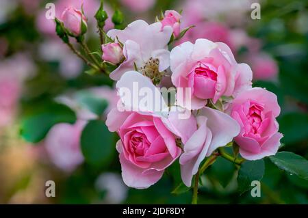 Bouquets de fleurs roses à fleurs multiples de rose anglaise de près Banque D'Images