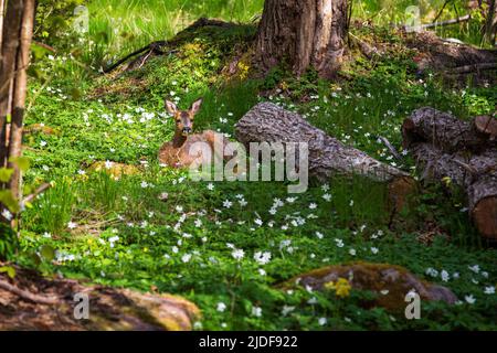 Le jeune cerf de Virginie d'Europe est niché au milieu de fleurs d'anémone blanches dans une forêt luxuriante de la réserve naturelle de Nåtö, dans les îles Åland, en Finlande, lors d'une journée ensoleillée au printemps. Banque D'Images