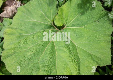 Gros plan d'une seule feuille de rhubarbe sauvage ou de butterbur (Petasites vulgaris) sur un fond de haie vert naturel Banque D'Images