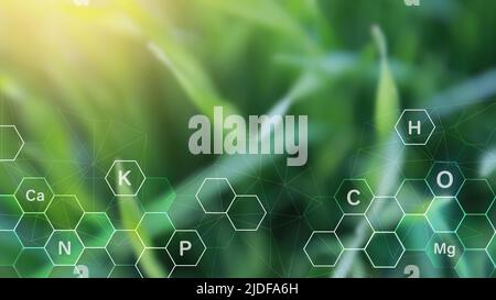 Herbe sur fond ensoleillé avec icône numérique de nutriments minéraux. La fertilisation et le rôle des nutriments dans la vie végétale Banque D'Images