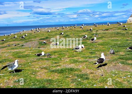 Rookery de kalp Gull sur l'île de Magdalena, Chili. Banque D'Images