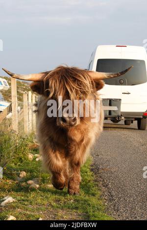 Highland boeufs - jeunes taureaux sur l'île de Lewis, Écosse Banque D'Images