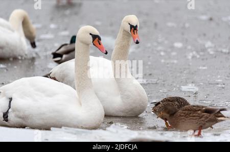 Eau de congélation. Oiseaux sauvages, cygnes et canards nageant dans un modèle de trou. Glace pilée sur le lac. Oiseaux sauvages dans un étang gelé en hiver. Banque D'Images