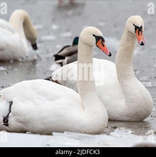 Eau de congélation. Oiseaux sauvages, cygnes et canards nageant dans un modèle de trou. Glace pilée sur le lac. Oiseaux sauvages dans un étang gelé en hiver. Banque D'Images