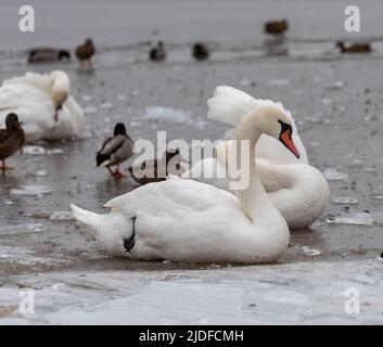 Eau de congélation. Oiseaux sauvages, cygnes et canards nageant dans un modèle de trou. Glace pilée sur le lac. Oiseaux sauvages dans un étang gelé en hiver. Banque D'Images