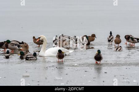 Eau de congélation. Oiseaux sauvages, cygnes et canards nageant dans un modèle de trou. Glace pilée sur le lac. Oiseaux sauvages dans un étang gelé en hiver. Banque D'Images