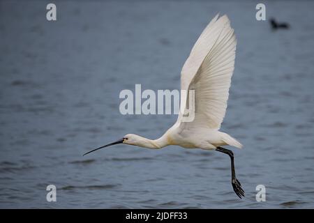 Spatule blanche dans la baie de somme, vie sauvage dans la baie, nature Banque D'Images