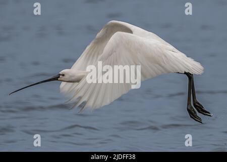 Spatule blanche dans la baie de somme, vie sauvage dans la baie, nature Banque D'Images