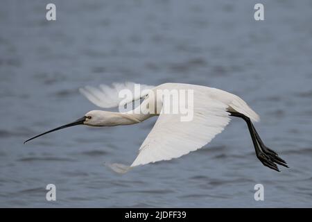 Spatule blanche dans la baie de somme, vie sauvage dans la baie, nature Banque D'Images