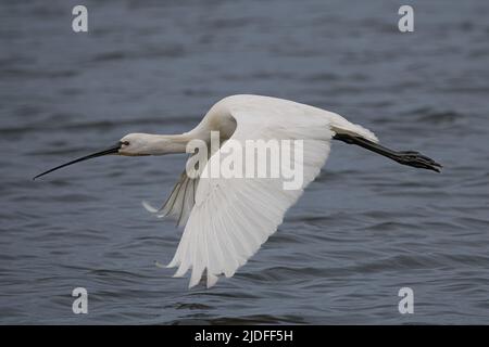 Spatule blanche dans la baie de somme, vie sauvage dans la baie, nature Banque D'Images