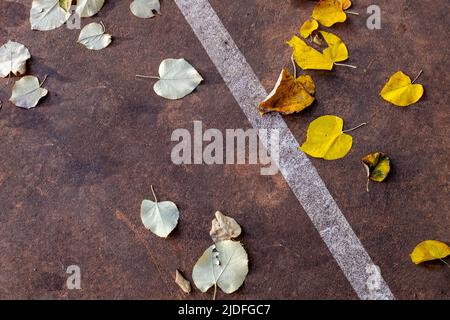 Gros plan des feuilles d'automne tombées sur une aire de jeux extérieure et agencées différemment. Une ligne diagonale sépare clairement les lames. Banque D'Images