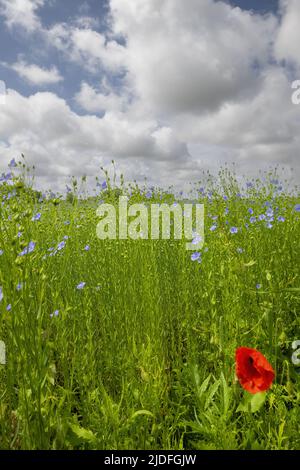 Coquelicots dans la baie de somme Banque D'Images