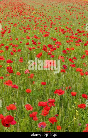 Coquelicots dans la baie de somme Banque D'Images