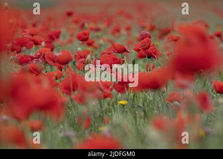 Coquelicots dans la baie de somme Banque D'Images