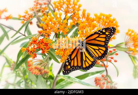 Un papillon monarque femelle (danaus plexippus) se nourrissant d'une plante de moulatweed orange / papillon (asclepias tuberosa) Banque D'Images