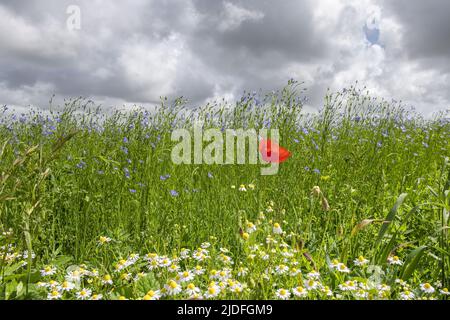 Coquelicots dans la baie de somme Banque D'Images