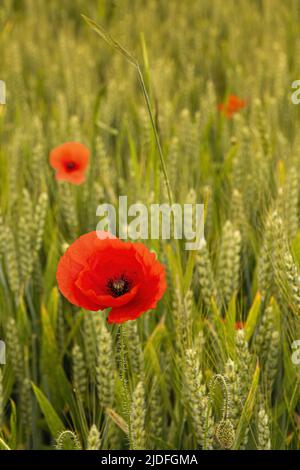 Coquelicots dans la baie de somme Banque D'Images