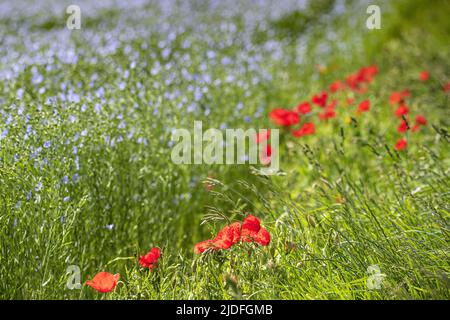 Coquelicots dans la baie de somme Banque D'Images
