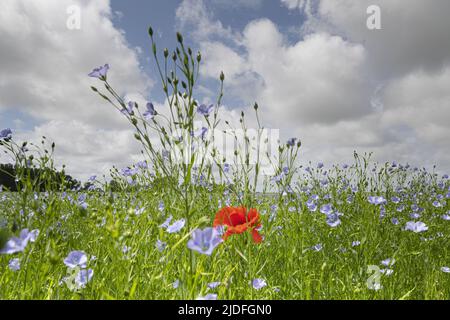 Coquelicots dans la baie de somme Banque D'Images
