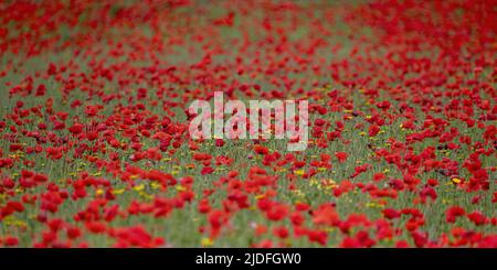 Coquelicots dans la baie de somme Banque D'Images