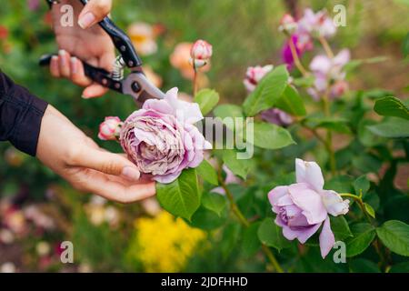 Femme mort rose avec des dommages de pluie dans le jardin d'été. Jardinier coupant des fleurs sauvages avec un sécateur. Sélection Novalis de Kordes. Prendre soin de Banque D'Images