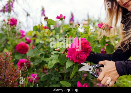 Femme coupant fleurs de rose en fleurs dans le jardin d'été. Jardinier utilisant un sécateur. William Shakespeare l'anglais rose par Austin Banque D'Images