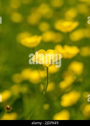 Buttercups poussant dans un pré britannique. Banque D'Images