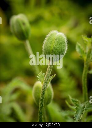 Boutons de fleurs de pavot qui poussent dans un jardin britannique. Banque D'Images
