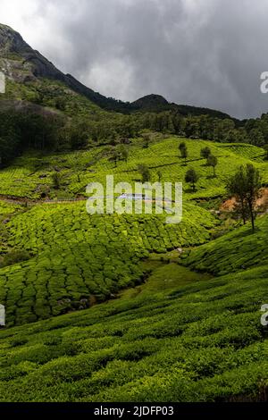 Vue d'un bus sur l'autoroute Munnar - Kumily sous les montagnes et sur les jardins de thé à Munnar, Kerala, Inde Banque D'Images