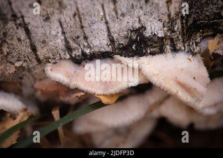 Macro-gros plan de champignons bruns blancs sauvages qui poussent sur le tronc d'arbre avec une écorce de chabby ancienne avec deux lames vertes d'herbe en avant dans la forêt en journée Banque D'Images