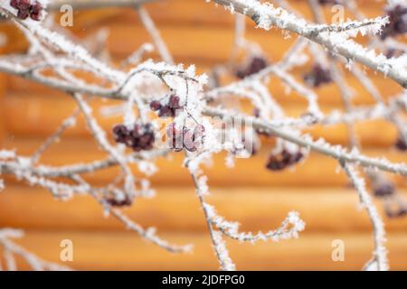 Gros plan de rowan avec fruits noirs poussant sur un arbre recouvert de neige avec maison en bois en arrière-plan en journée. Récolte de baies de forêt saines Banque D'Images