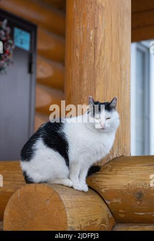 Chat noir et blanc froid humide avec des cheveux courts et des yeux fermés vivant dans la rue dans le village de campagne assis sur le porche de la maison en hiver. Abri pour animaux Banque D'Images