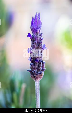 Gros plan de Lavandula, communément appelé lavande, espèces de plantes à fleurs de la famille de la menthe, à la lumière naturelle Banque D'Images