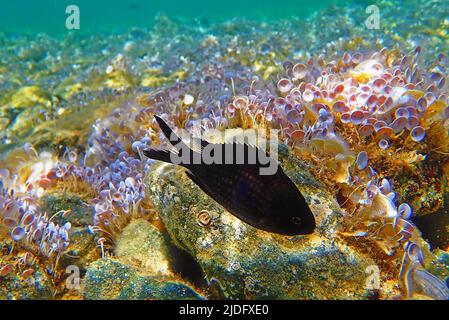 Chromis méditerranéen, damégoïste - chromis chromis Banque D'Images