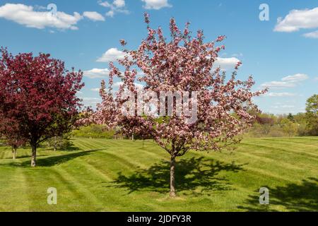 Crabes pommiers branches fleuries et feuillage au printemps. Banque D'Images