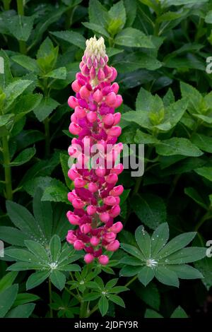Fleur de lupin rouge couverte de rosée du matin. Banque D'Images