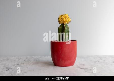 Belle crête jaune Cactus greffé dans pot en céramique rouge Banque D'Images