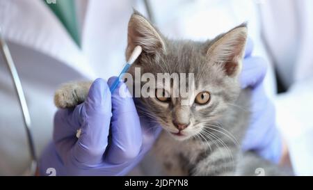 Femme vétérinaire examinant les oreilles de chaton avec un bâton d'oreille Banque D'Images