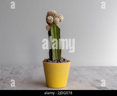 beau cactus blanc greffé dans pot en plastique jaune Banque D'Images