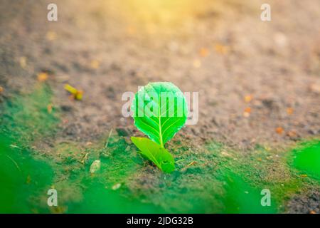 Une feuille verte de chou blanc en gouttes de rosée tôt le matin sur un lit de jardin. Rayon du soleil levant Banque D'Images