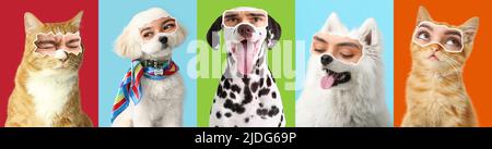 Collage de chiens et de chats mignons avec des yeux humains sur fond coloré Banque D'Images