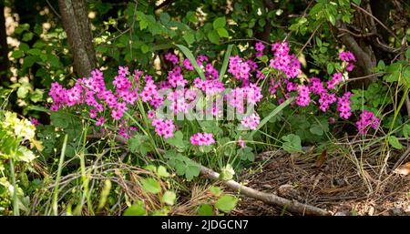 Oxalis articulata ou Oxalis floribunda croissant sur les collines près de Pesaro et Urbino, dans la région des Marches en Italie Banque D'Images