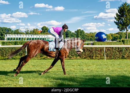 Course à pied à cheval avec pilote jockey sur terrain vert. Wroclaw, Pologne - 5 septembre 2021 Banque D'Images