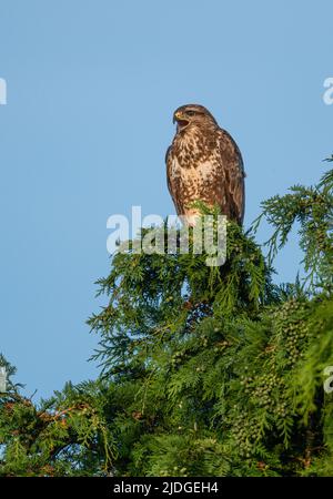 Buzzard (Buteo buteo) perchée dans un grand arbre de type conifères.appelant des branches supérieures de grenouille dans le nord de Norfolk, Royaume-Uni Banque D'Images