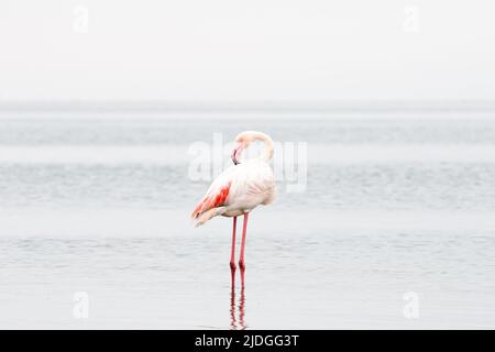 Un flamant pose à Walvis Bay Banque D'Images