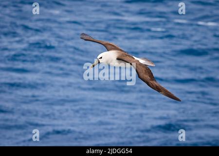 Albatros à nez jaune indien, au large de la Namibie Banque D'Images