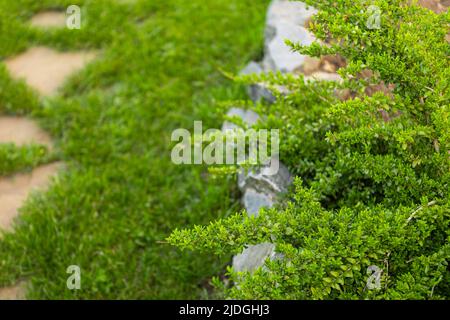 de magnifiques buissons verts dans un jardin bien entretenu sur fond de pelouse Banque D'Images