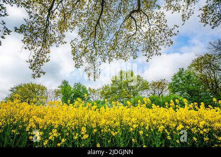 Le canola jaune fleurit sous un arbre en été dans un paysage rural Banque D'Images